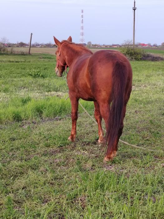 Vand iapa talie medie!