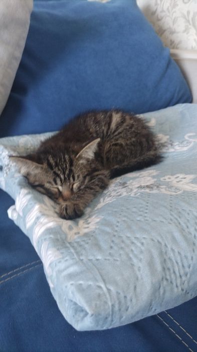 Отдам в добрые руки котёнка 2 месяца