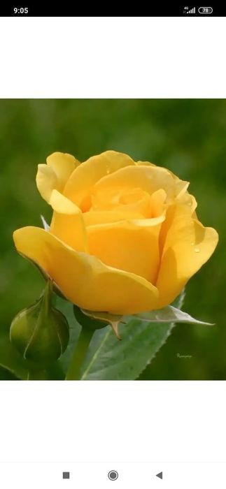 Роза атир гул гарант, сфати,