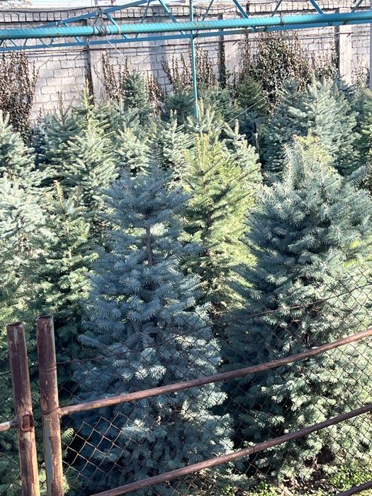 Продаётся голубой ел по оптовым ценам