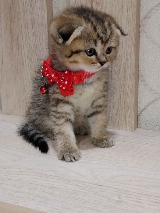 Шотланский Скоттиш Фолд! Золотая шиншилла табби!