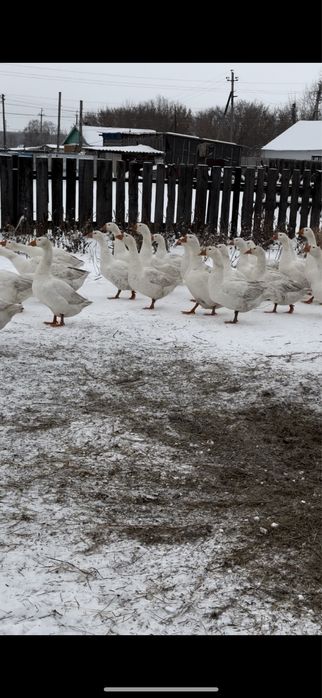 Продам гусей порода линда