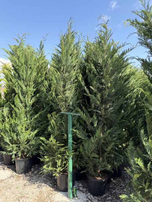 Vand leylandi/leylandi gold calitate extra diferite dimensiuni