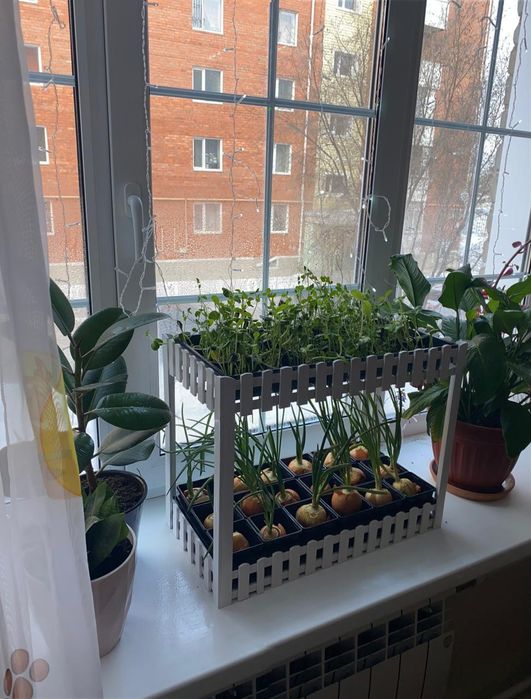 Стеллажик для зелени и микрозелени.