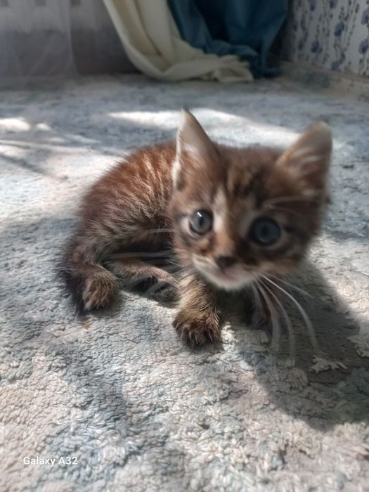 Котенок 2 месяцеч