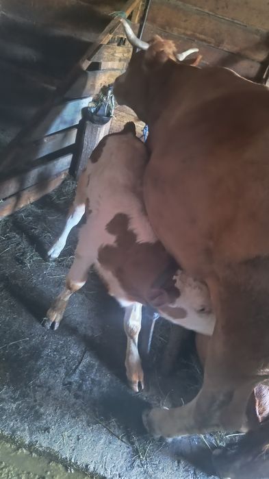 Vaca cu vițel de vanzare
