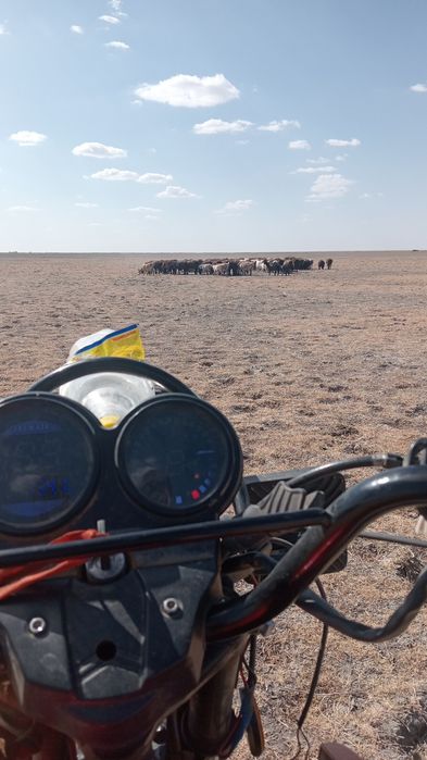 Jelmaia s6 150 кубов