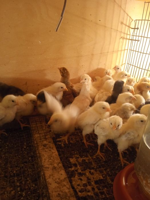 Adler jojalari sotiladi 1 oyli 35 mindan