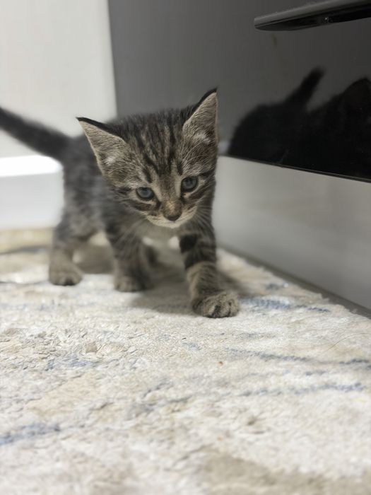 Милота 5 котят в хорошие руки