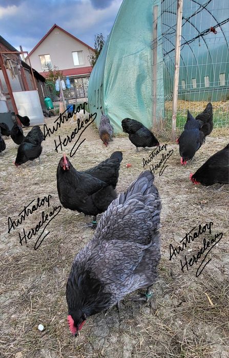 Oua pentru incubat si pui