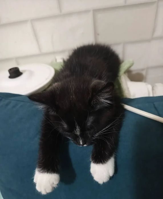 Котёнок девочка .