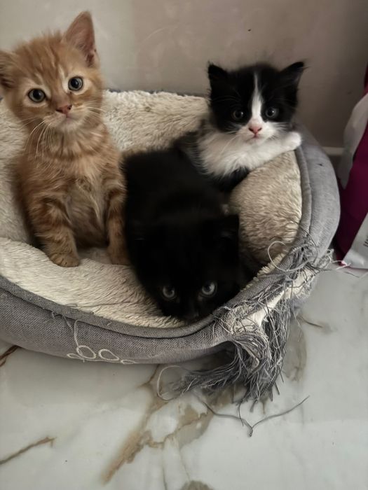 Подарявам домашни котета