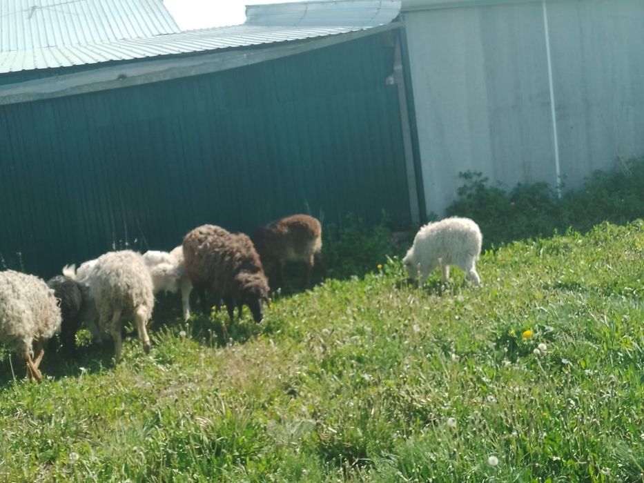 Продам баран все вместе