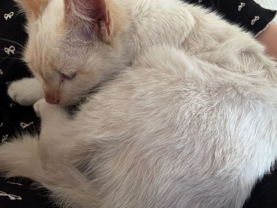 котенок бесплатно