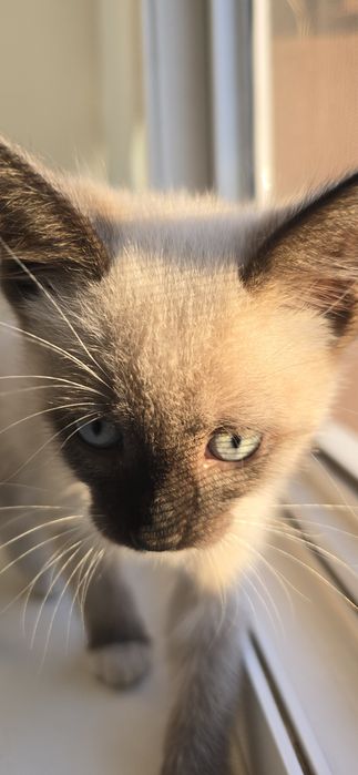 Котёночек  породистый