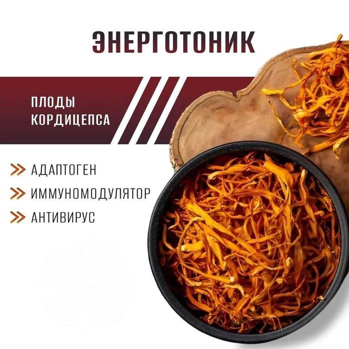 Кордицепс военный из Башкирии