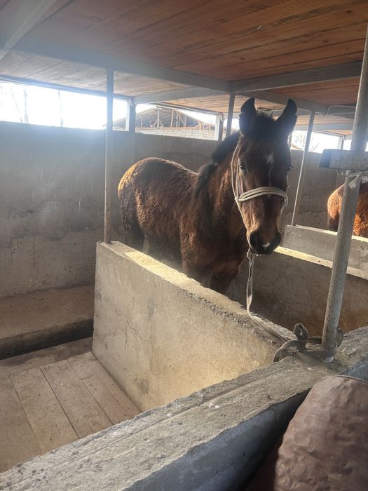 Бордақы сатылады