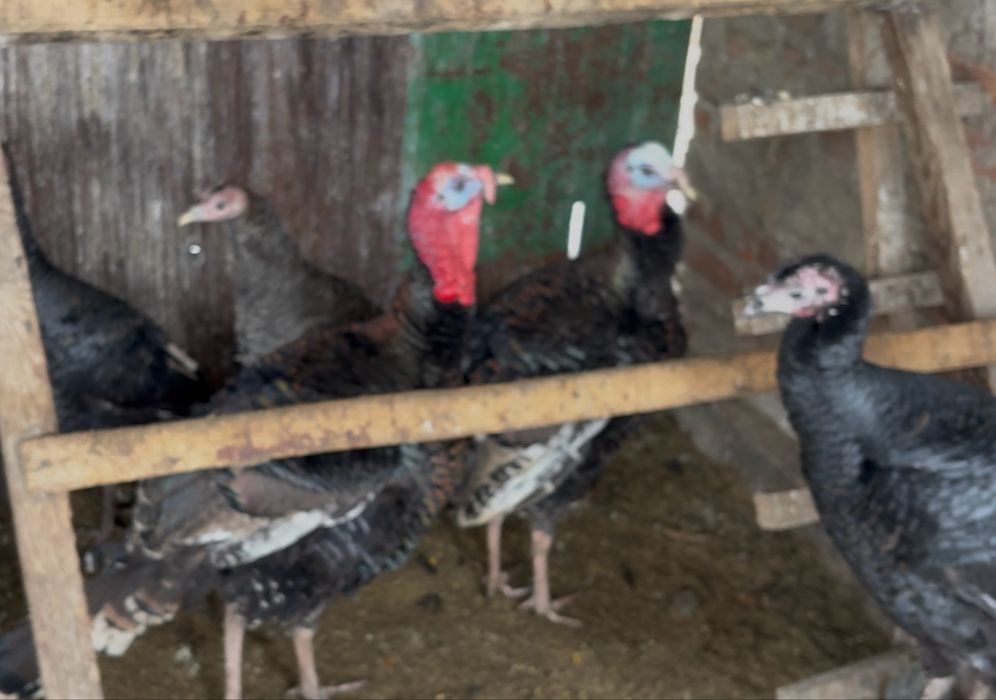 Индюки Индюшка на племя.