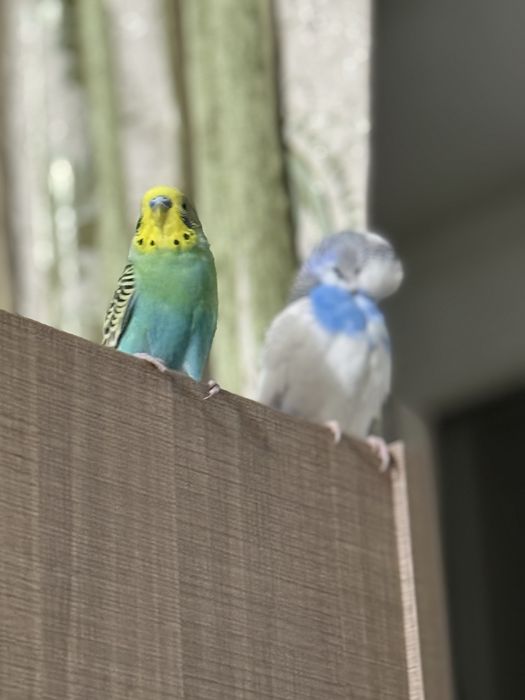 Попугай моадши старшый