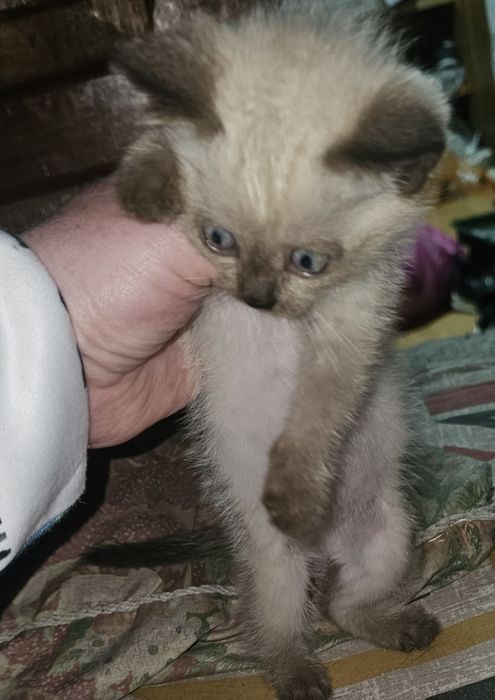 Продам котят скотиш фолд девочки