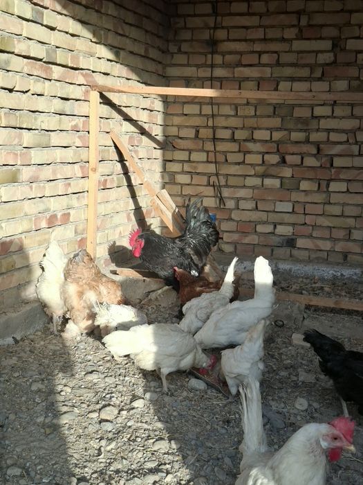 Курицы несушки, и петух