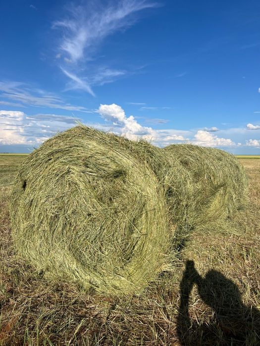 Сено хорошего  качества