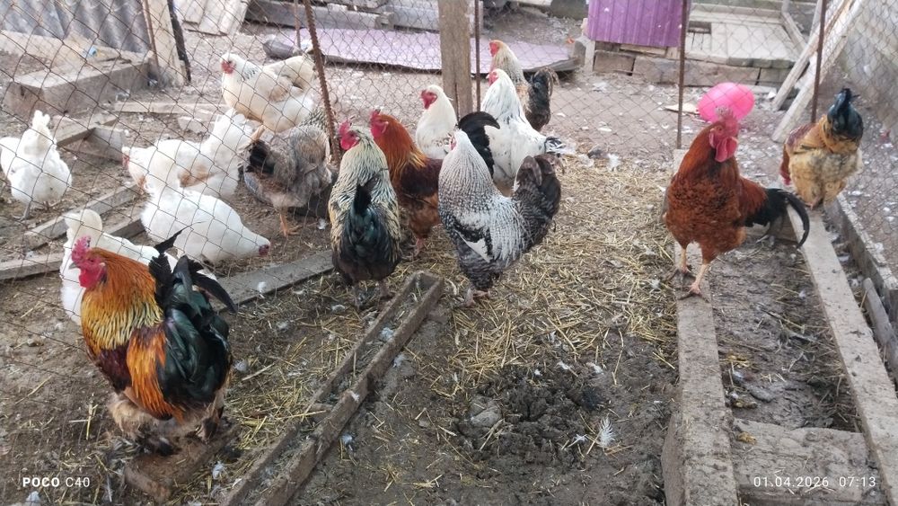 Қораздар, петухи