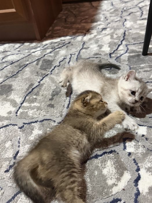 Кацата 1/5 месецов