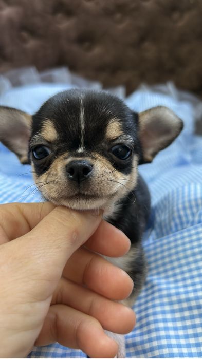 Чихуахуа мальчик