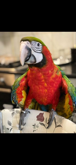 Pui papagal ara araruna