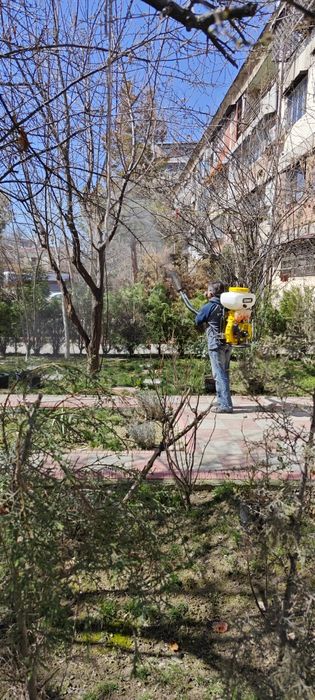 Обработка деревьев и кустарников. Фумигация растений