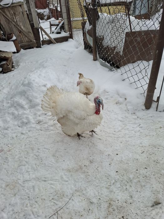 Индюки на племя.