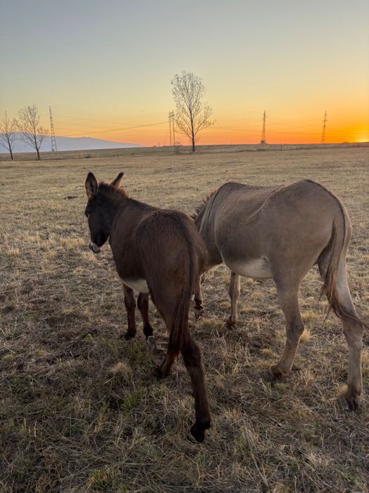 Продавам бременни магарици