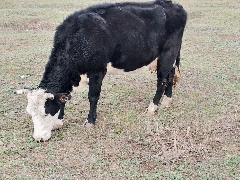 Үш бас бұзаулы сиыр сатылады.  бұзау