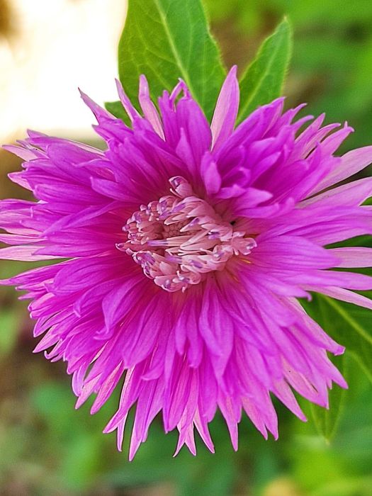 Местные  саженцы