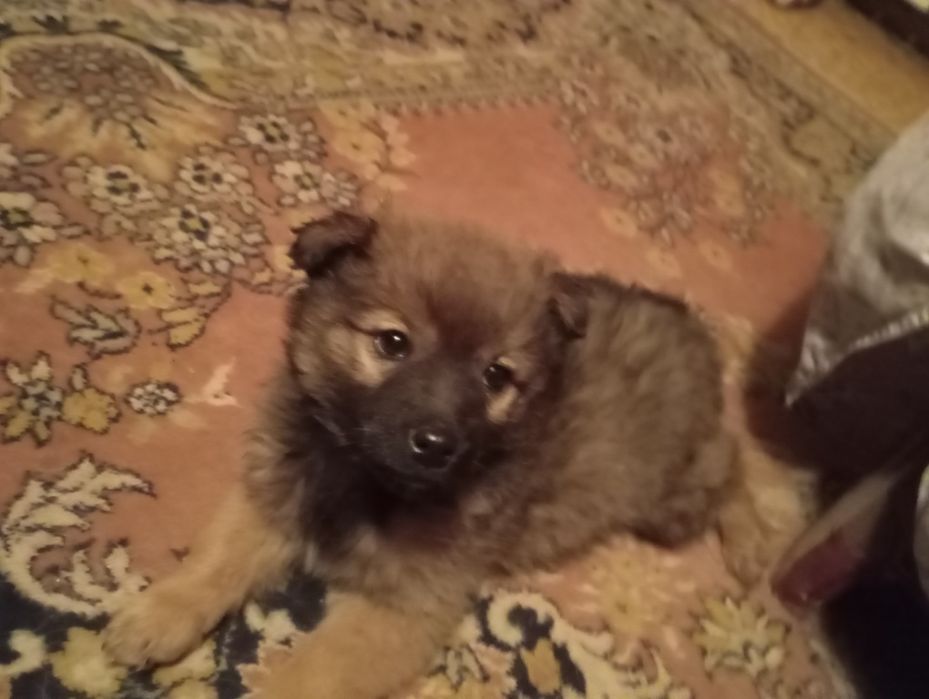 Месячный щенок девочка