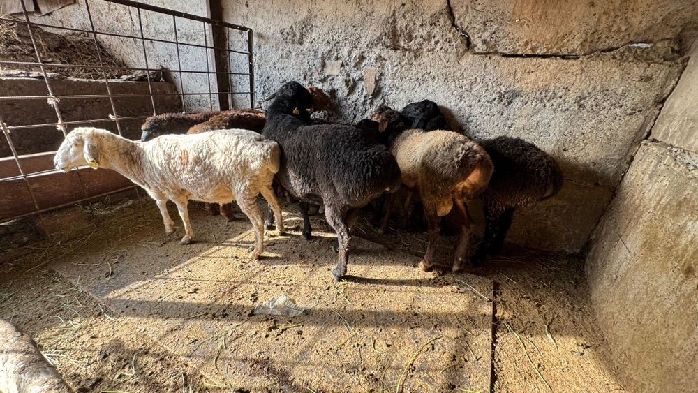 Ешектегі қаншықтарды блять