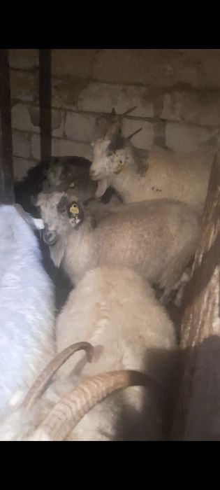 ешкі, шыбыш, лақ, коза, козы, козленок