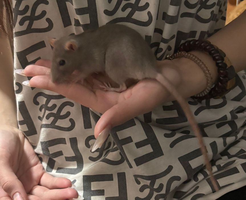 Продам декоративных крыс