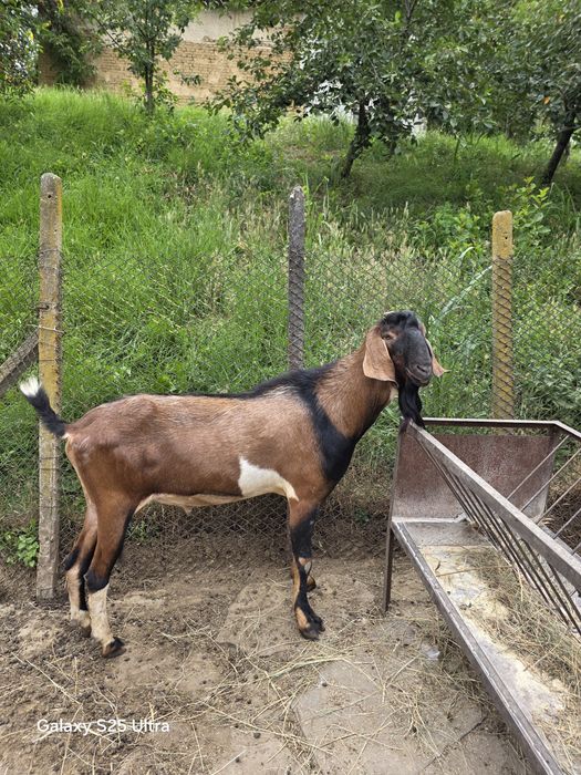 Продавам Англонубийски пръч