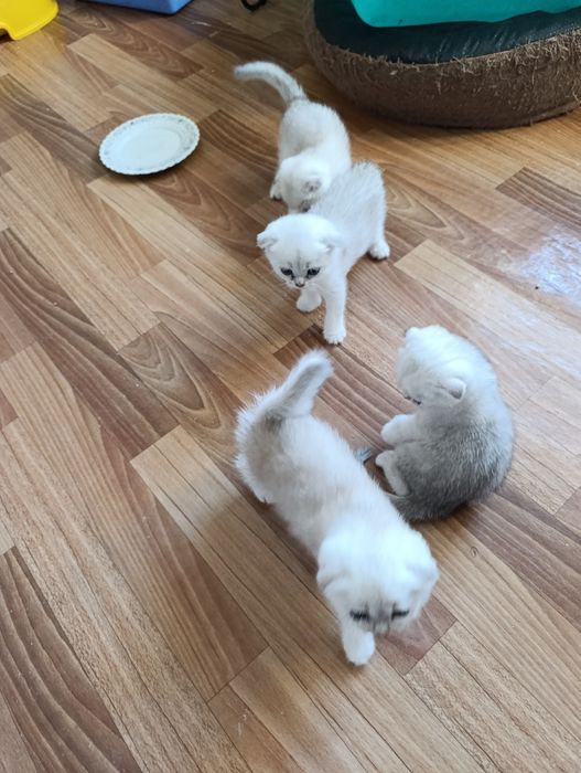 Веслаухие котята