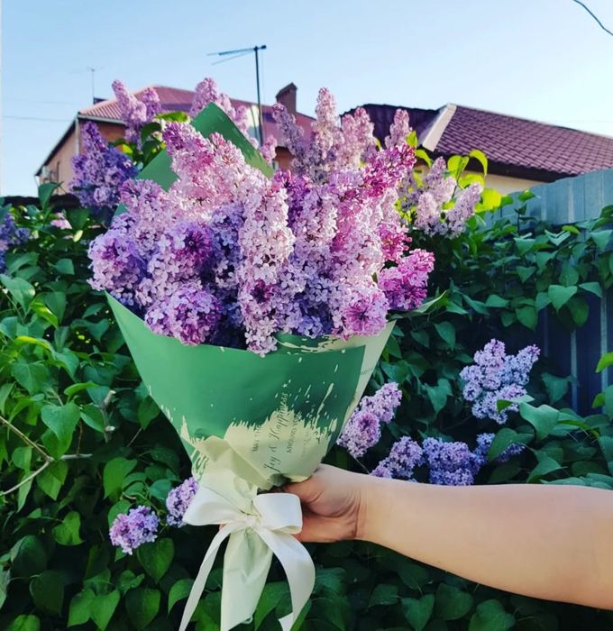 Сирень 1 ветка 500 тг