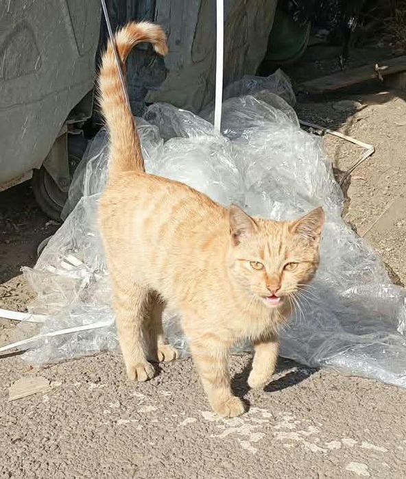 Котенок в добрые руки