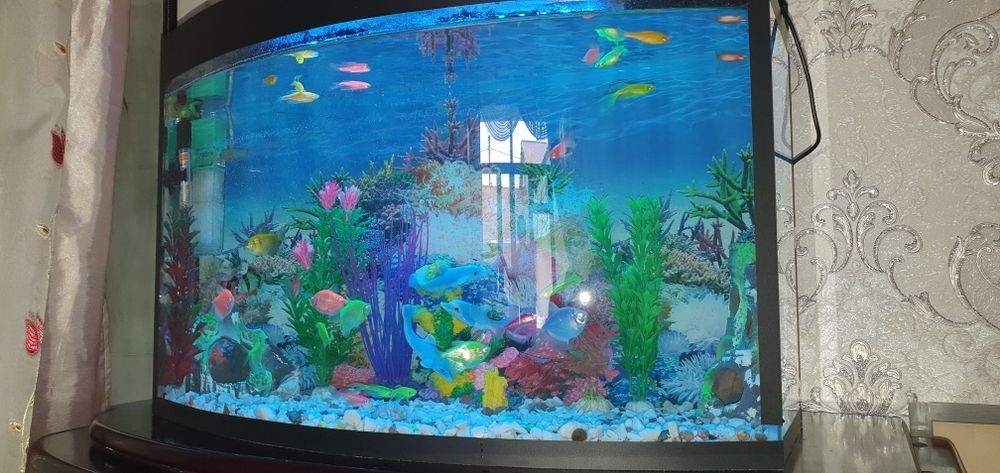 Akvarium baliqlari bilan sotiladi. Yengi. Holati zor.