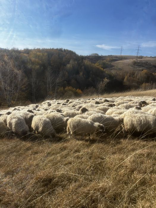 vand 80-100 de oi Poiana Buchin