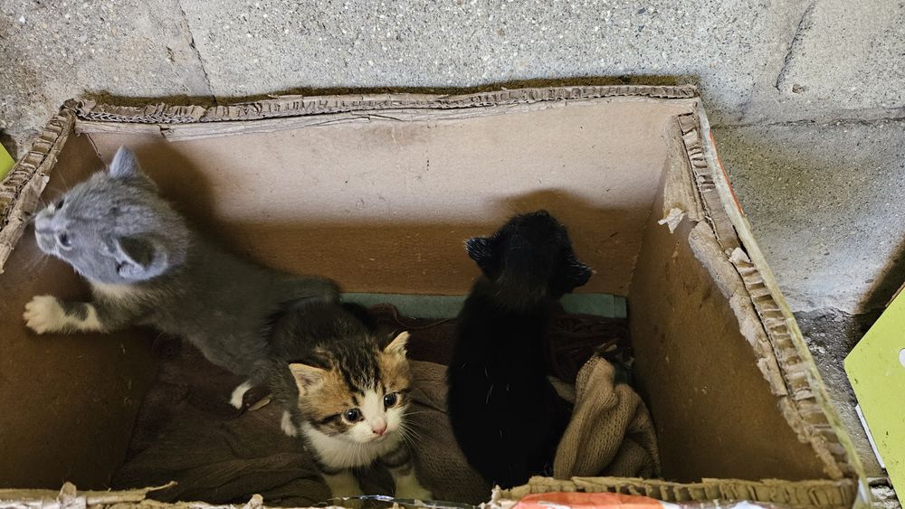 Отдам котенка в добрые руки)))