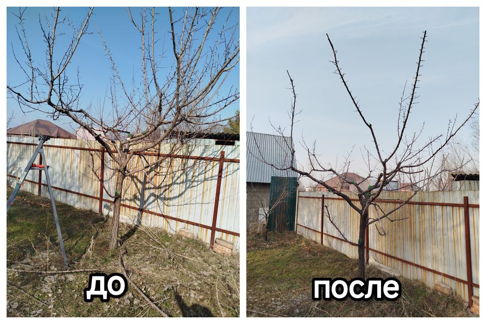 Обрезка плодовых деревьев весной!