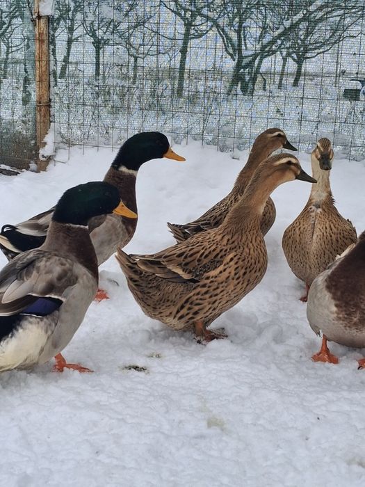 Vand oua incubat ratuste  Rouene