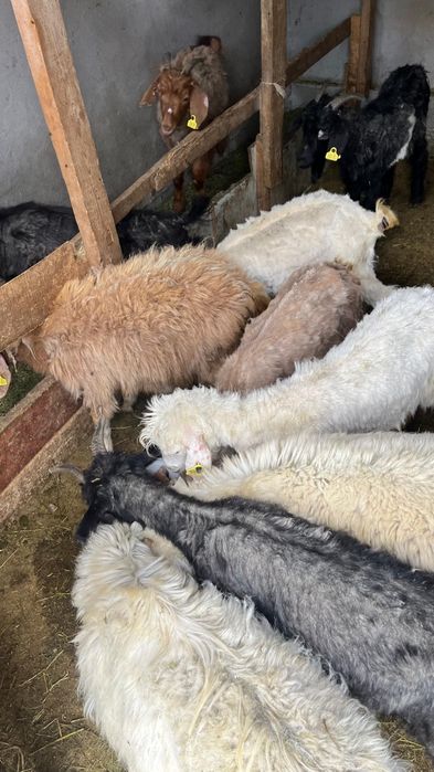 Шібіш Ешкілер сатылады