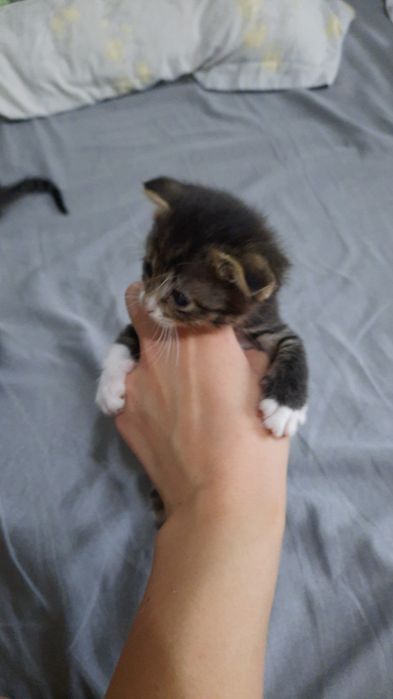 Отдам котят в добрые руки